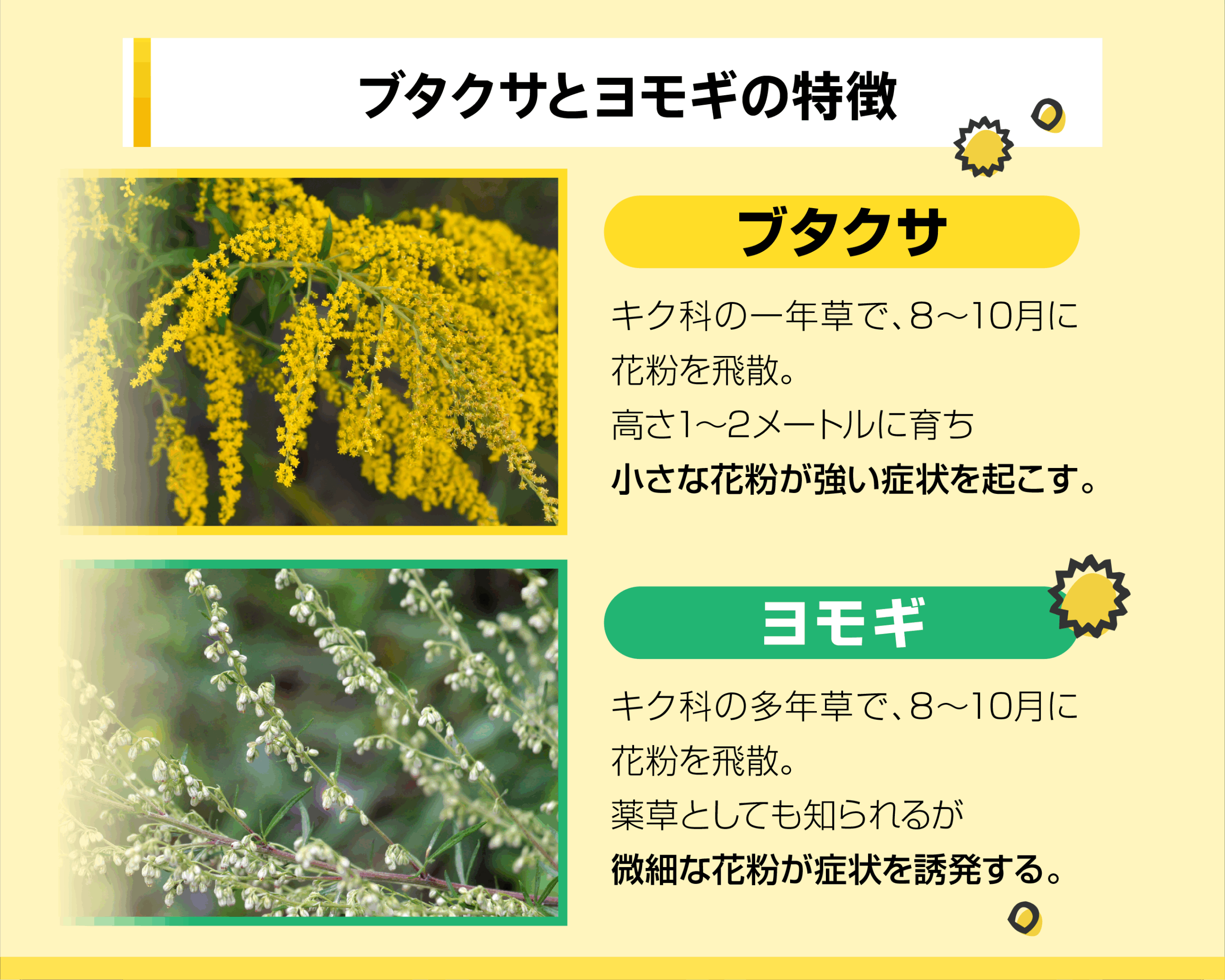 ブタクサとヨモギの特徴